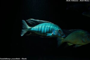 Taeniolethrinops praeorbitalis