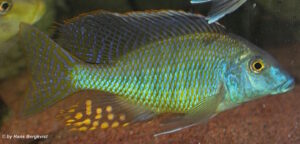 Taeniolethrinops praeorbitalis 'Ngara'