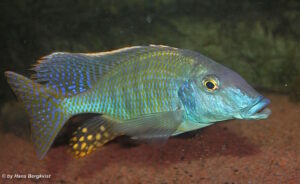 Taeniolethrinops praeorbitalis 'Ngara'