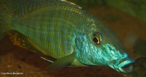 Taeniolethrinops praeorbitalis 'Ngara'