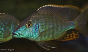Taeniolethrinops praeorbitalis 'Ngara'