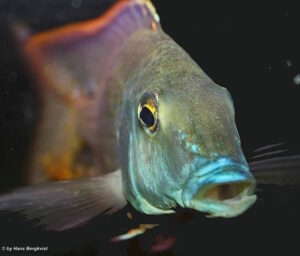 Taeniolethrinops praeorbitalis 'Ngara'