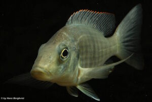 Taeniolethrinops praeorbitalis 'Ngara'