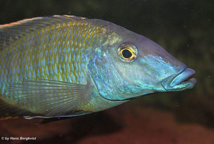 Taeniolethrinops praeorbitalis 'Ngara''Ngara' Taeniolethrinops praeorbitalis 'Ngara'