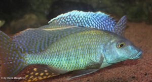 Taeniolethrinops praeorbitalis 'Ngara'