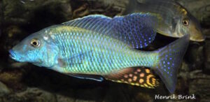 Taeniolethrinops praeorbitalis 'Ngara'