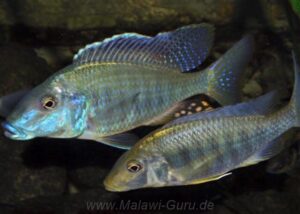 Taeniolethrinops praeorbitalis 'Ngara'