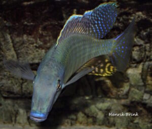 Taeniolethrinops praeorbitalis 'Ngara'