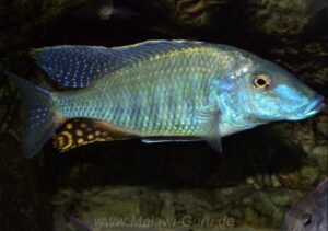 Taeniolethrinops praeorbitalis 'Ngara'