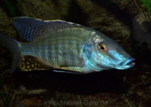 Taeniolethrinops praeorbitalis 'Ngara'