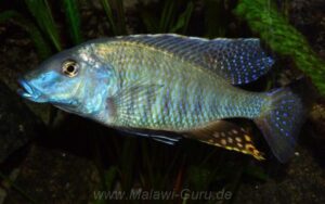 Taeniolethrinops praeorbitalis 'Ngara'