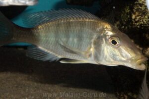 Taeniolethrinops praeorbitalis 'Senga Bay'