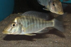 Taeniolethrinops praeorbitalis 'Senga Bay'