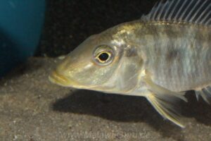 Taeniolethrinops praeorbitalis 'Senga Bay'