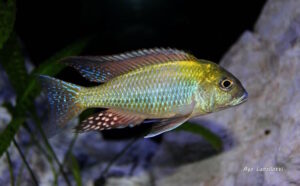 Tramitichromis Intermedius 'Kambiri Point'