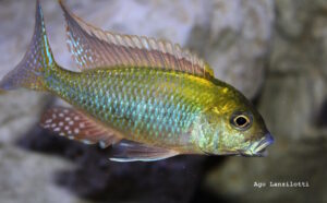 Tramitichromis intermedius Arten