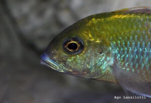 Tramitichromis Intermedius 'Kambiri Point'