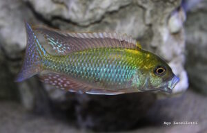 Tramitichromis Intermedius 'Kambiri Point'