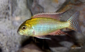 Tramitichromis Intermedius