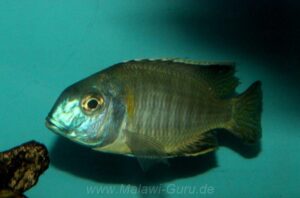 Tramitichromis brevis 'Chizumulu Island'