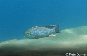 Tramitichromis brevis 'Liwani'