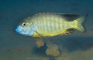 Tramitichromis brevis