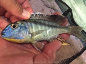 Tramitichromis brevis Arten