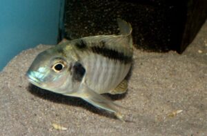 Tramitichromis brevis 'Nkhata Bay'