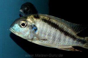 Tramitichromis brevis 'Nkhata Bay'