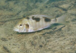 Tramitichromis intermedius 'Chiofu'