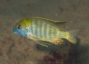 Tramitichromis intermedius
