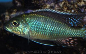 Tramitichromis intermedius 'Otter Point'