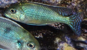 Tramitichromis intermedius 'Otter Point'