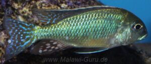 Tramitichromis intermedius