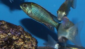 Tramitichromis intermedius 'Otter Point'