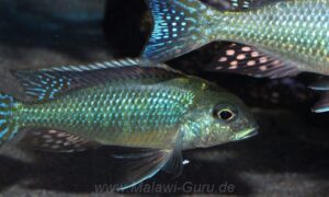 Tramitichromis intermedius 'Otter Point'