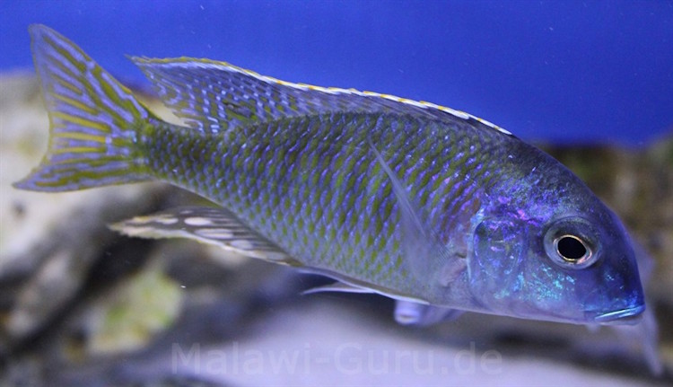 Tramitichromis lituris 'Mdoka''Mdoka' Tramitichromis lituris