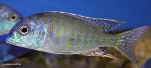 Tramitichromis lituris