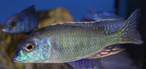 Tramitichromis lituris 'Mdoka'