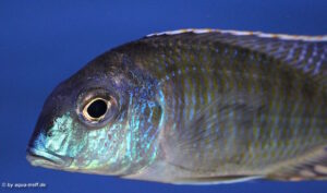 Tramitichromis lituris 'Mdoka'