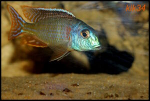 Tramitichromis lituris 'Mdoka'