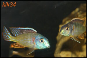 Tramitichromis lituris