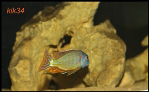 Tramitichromis lituris 'Mdoka'