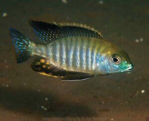 Tramitichromis sp. 'chembe circle' Cape Maclear
