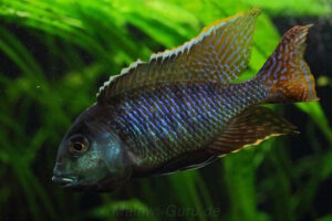 Tramitichromis sp. 'chirwa'