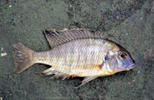 Tramitichromis sp. 'false lituris'