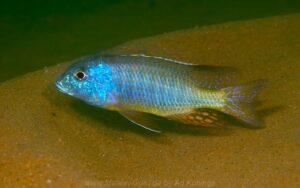 Tramitichromis sp. 'mvunguti'