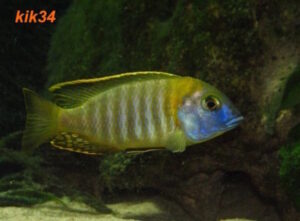 Tramitichromis sp. 'orange top' Lumbira