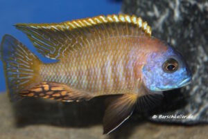 Tramitichromis sp. 'orange top' Lumbira
