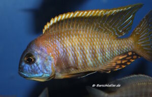 Tramitichromis sp. 'orange top' Lumbira